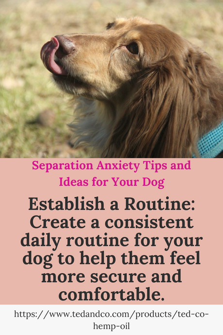 ONE KEY THING TO HELP SOOTHE SEPARATION ANXIETY IN DOGS