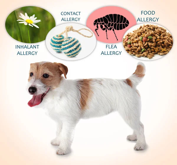 ALLERGIES IN DOGS – THE MOST COMMON TYPES AND THEIR SYMPTOMS