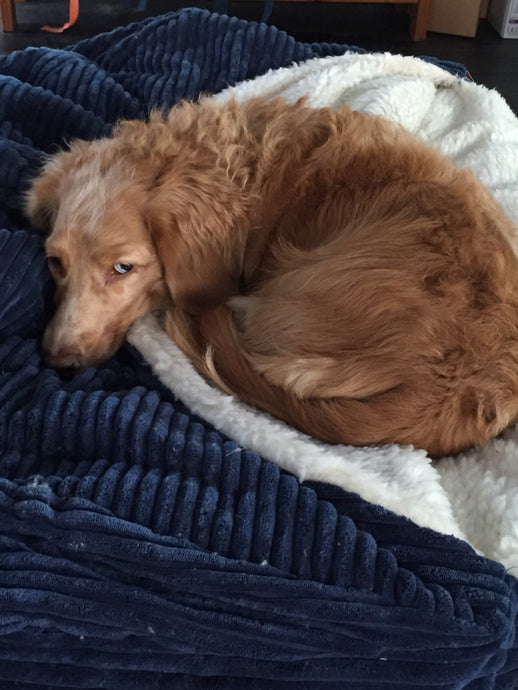 UNRAVEL THE MYSTERY OF SEPARATION ANXIETY IN DOGS vs. ANXIOUS DOGS