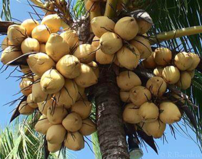 COCONUT: A SUPER FOOD FOR YOUR DOG