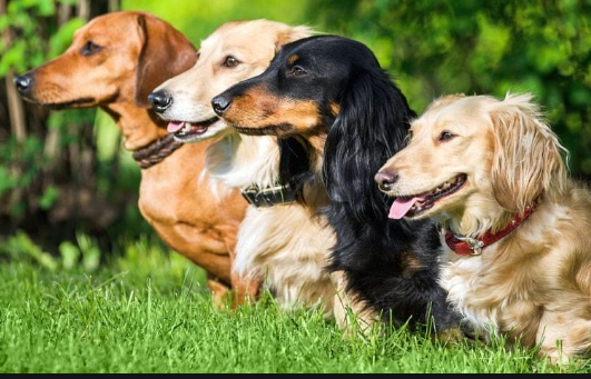 DEMYSTIFYING DACHSHUND SIZES: STANDARD, MINIATURE, AND KANINCHEN